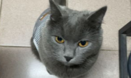 蓝猫视频,探索奇幻世界，畅游知识海洋